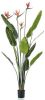 Wants&Needs Plants Kunstplant Strelitzia Tree Flowers 150cm online kopen