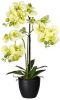 Kopu ® Kunstbloem Orchidee 65 cm Groen met zwarte Schaal Phalenopsis online kopen