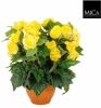 Mica Decorations Gele Begonia Kunstplant 37 Cm In Terracotta Pot Kunstplanten online kopen