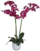 Mica Decorations phalaenopsis paars in pot tusca wit d14, 5 maat in online kopen
