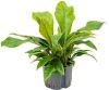 Plantenwinkel.nl Anthurium jungle bush L hydrocultuur plant online kopen