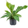 Plantenwinkel.nl Anthurium jungle bush M hydrocultuur plant online kopen