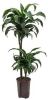 Plantenwinkel.nl Dracaena dorado arica hydrocultuur plant online kopen
