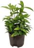 Plantenwinkel.nl Dracaena surculosa M hydrocultuur plant online kopen
