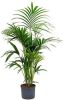 Plantenwinkel.nl Kentia palm forsteriana yamba hydrocultuur plant online kopen