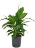 Plantenwinkel.nl Lepelplant Spathiphyllum gokyo M hydrocultuur plant online kopen