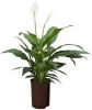 Plantenwinkel.nl Lepelplant Spathiphyllum mont blanc hydrocultuur plant online kopen
