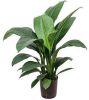Plantenwinkel.nl Lepelplant Spathiphyllum sensation S hydrocultuur plant online kopen