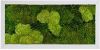 Plantenwinkel.nl Moswand schilderij metaal superline rechthoek 100B online kopen