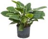Plantenwinkel.nl Philodendron imperial green M hydrocultuur plant online kopen