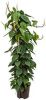 Plantenwinkel.nl Philodendron scandens 120 hydrocultuur plant online kopen