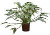 Plantenwinkel.nl Philodendron xanadu M hydrocultuur plant online kopen