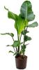 Plantenwinkel.nl Strelitzia nicolai M hydrocultuur plant online kopen