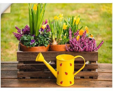 Artland Artprint Houten kistje heide narcis gieter in vele afmetingen & productsoorten artprint van aluminium/artprint voor buiten, artprint op linnen, poster, muursticker/wandfolie ook geschikt voor de badkamer(1 stuk )