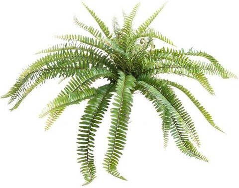 Nova Nature ( Best)Uv Fern Torres Sunrise 60cm(6 Months Uv protected )