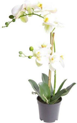 Warentuin Phalaenopsis Orchidee In Pot 50 Cm Wit Kunstplant Nova Nature