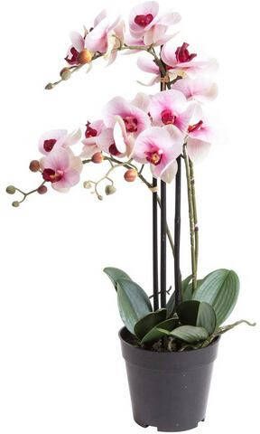 Warentuin Phalaenopsis Orchidee In Pot 60 Cm Roze Kunstplant Nova Nature